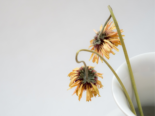 What Cause Premature Aging?